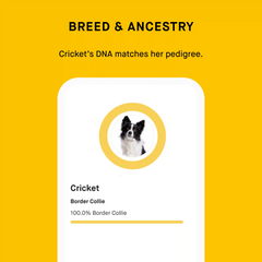 Embark for Breeders Dog DNA Test