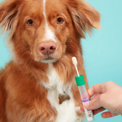 Embark for Breeders Dog DNA Test