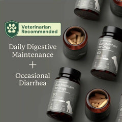 Gut Maintenance Plus Supplement